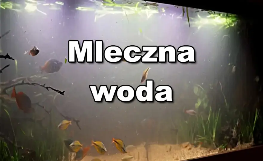 Mętna woda w akwarium - Dlaczego ocet to błąd i jak naprawdę pomóc?
