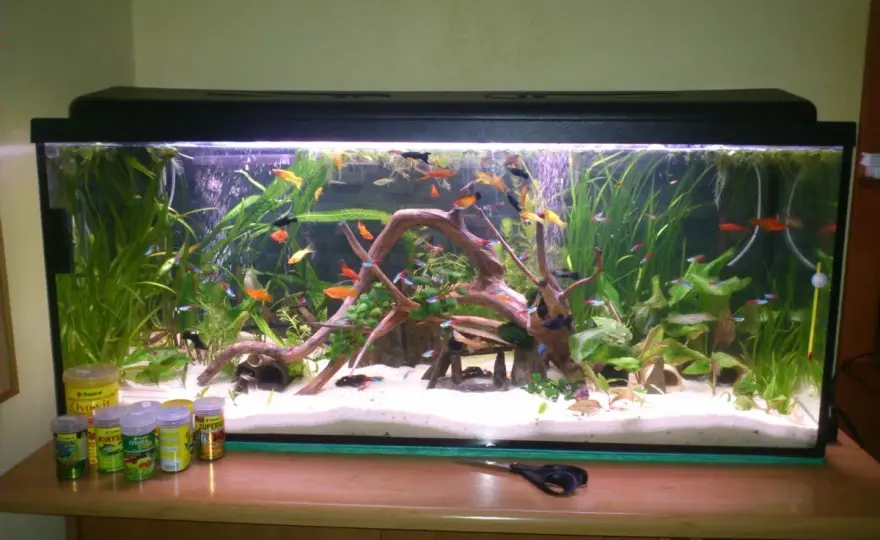 Limnophila heterophylla - Jak stworzyć gęste tło w akwarium?