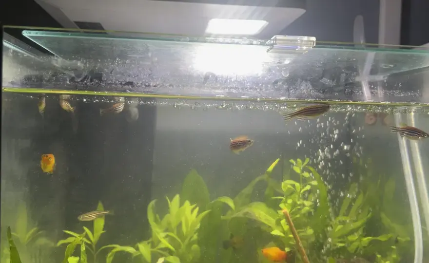 Dlaczego rybki pływają przy filtrze? Odkryj tajemnice ich zachowań