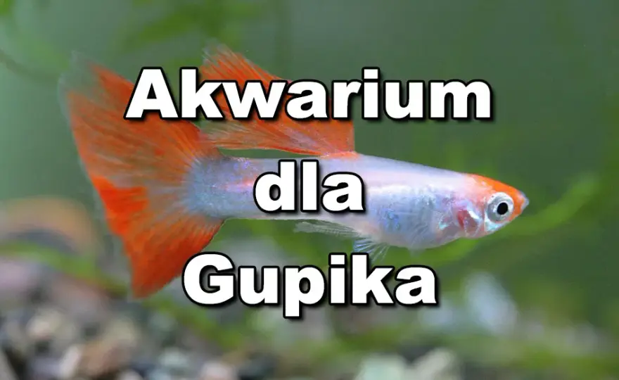 Ile gupików w akwarium? Oto, co musisz wiedzieć, aby uniknąć problemów