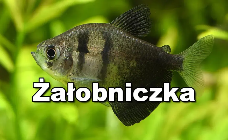 Ile rybek do akwarium 30l? Sprawdź, jakie gatunki wybrać dla początkujących