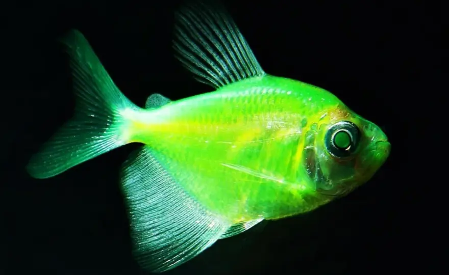 Danio fluorescencyjne - Jak o nie dbać i czy są legalne?