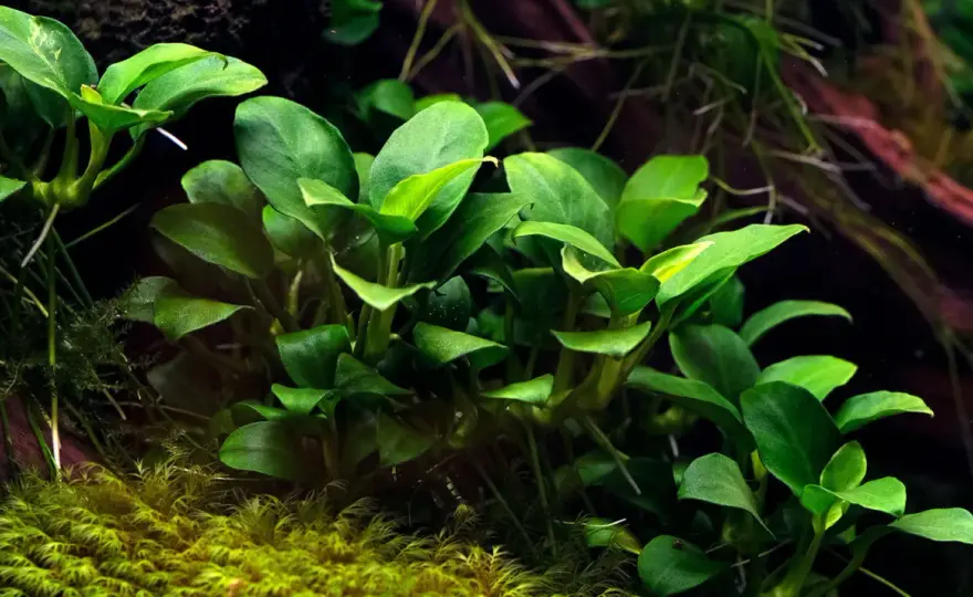 Anubias w akwarium - jak go sadzić, by nie gnił? Poznaj wymagania