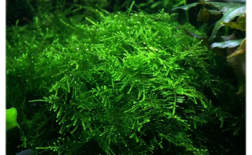 Taiwan moss w akwarium - jak dbać i sadzić, by rósł gęsto?