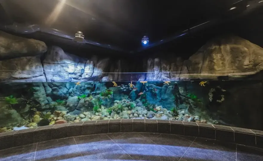 Oceanarium Gdyńskie – Fascynujące atrakcje i informacje dla odwiedzających