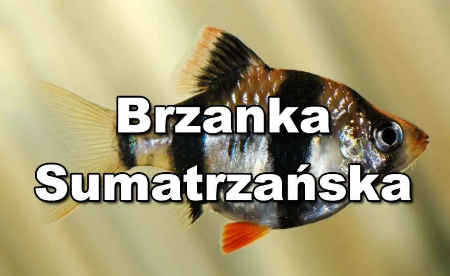 Brzanka sumatrzańska - z jakimi rybami ją łączyć? Uniknij konfliktów