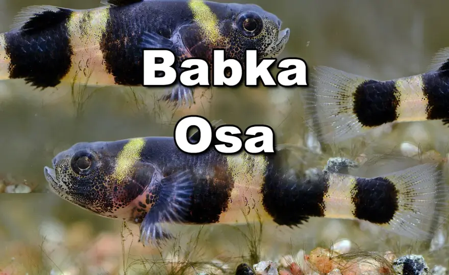 Babka akwariowa - jak uniknąć błędów i zadbać o jej zdrowie?