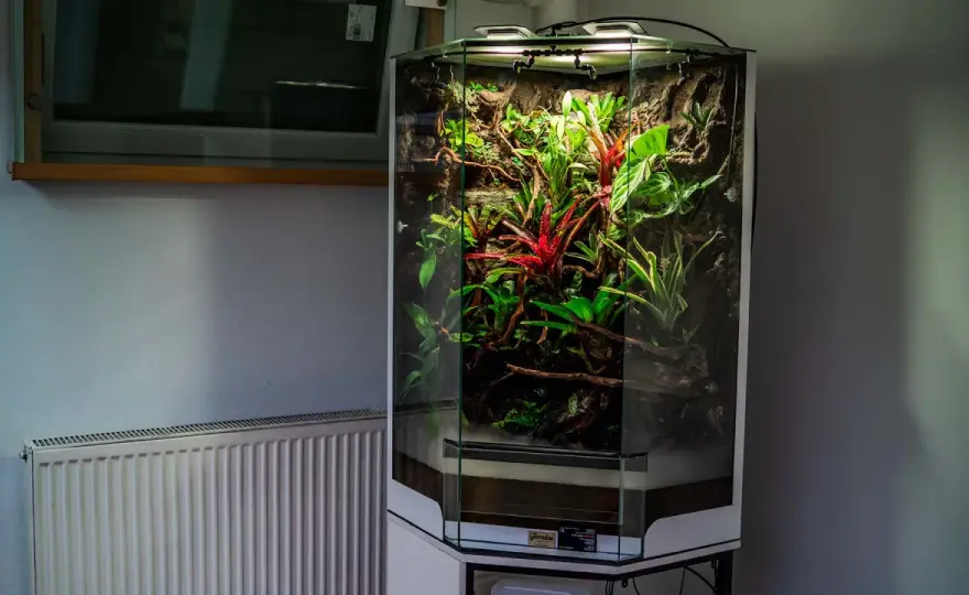 Paludarium z akwarium - Jak uniknąć błędów i stworzyć trwały układ?