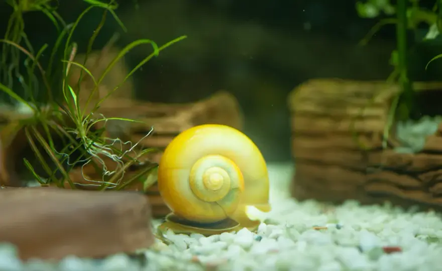 Co zjada ślimaki w akwarium? Oto ryby, które rozwiążą problem