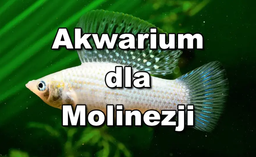 Jakie rybki z molinezjami – najlepsze towarzysze dla twojego akwarium