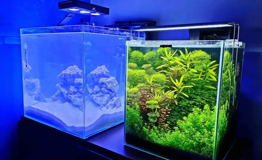 Ile rybek w akwarium 20l? Oto najlepsze gatunki i ich wymagania