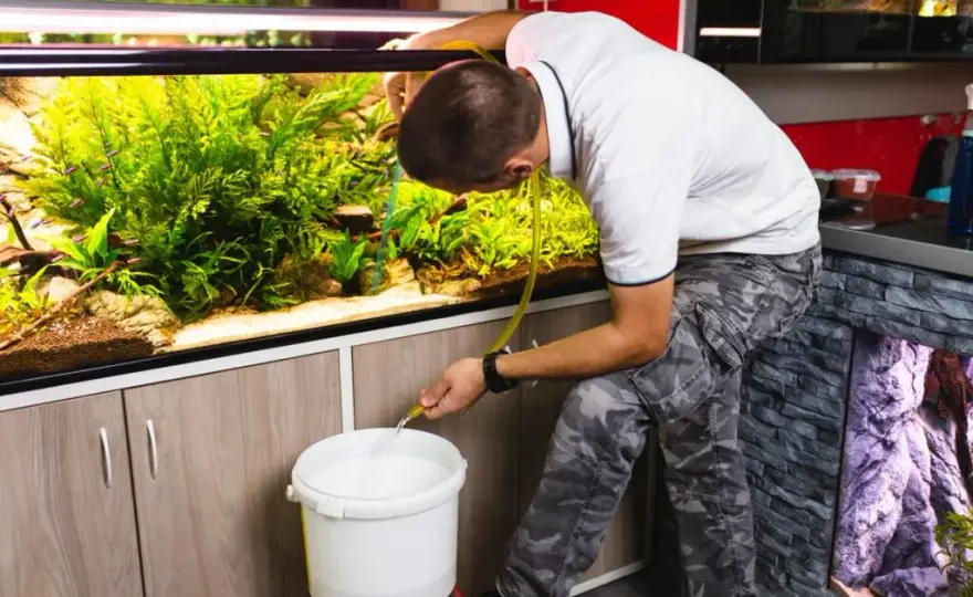 Co ile wymienia się wodę w akwarium, aby uniknąć problemów zdrowotnych?