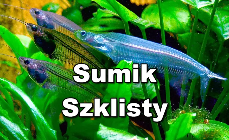 Sum szklisty w akwarium - poznaj wymagania i uniknij błędów