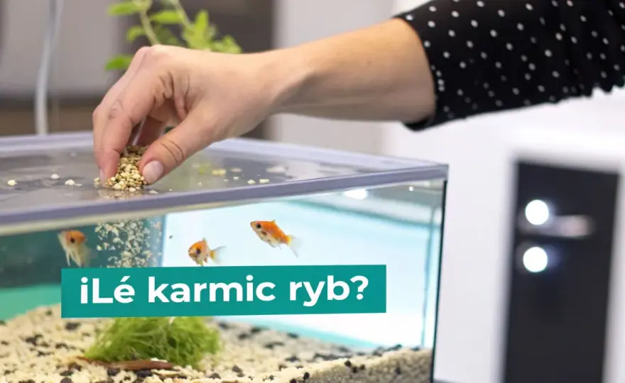 Ryby roślinożerne w akwarium - Jak je karmić i chronić rośliny?