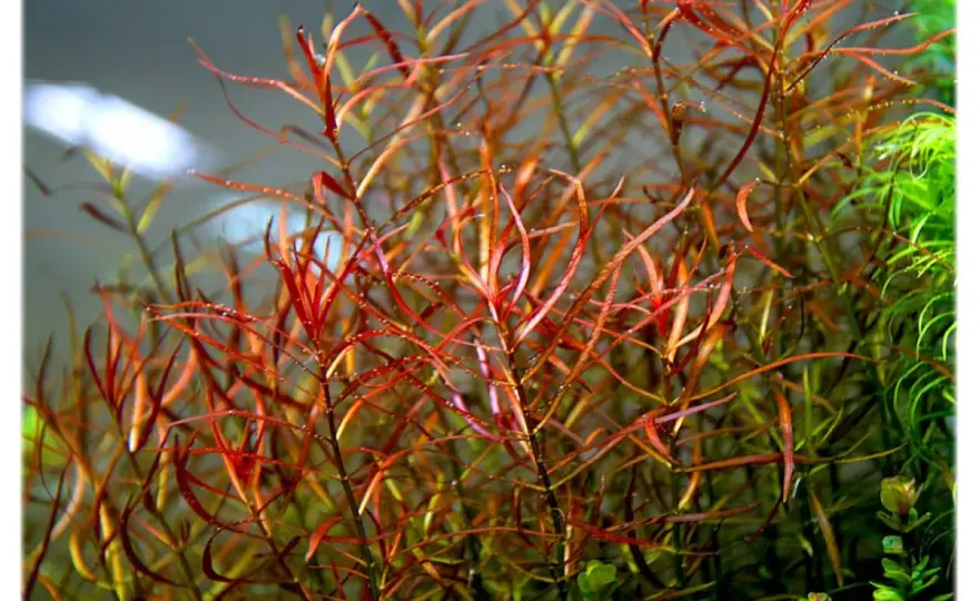 Ludwigia arcuata - Jak uzyskać czerwony kolor i gęsty pokrój?