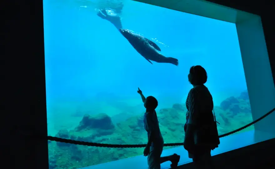 Oceanarium Gliwice: Odkryj niezwykłe atrakcje morskie w okolicy