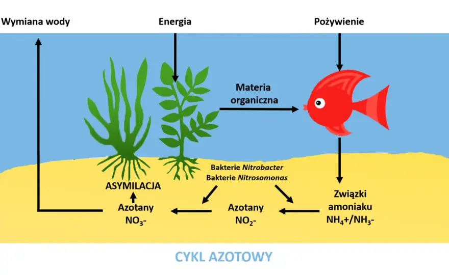 Bakterie denitryfikacyjne - Jak domknąć cykl azotowy w akwarium?