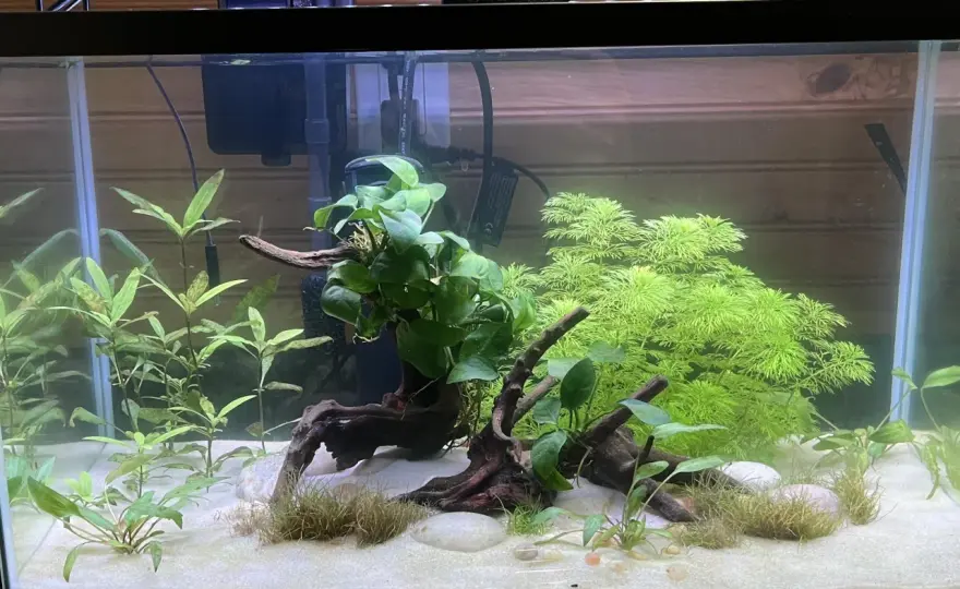 Hygrophila siamensis - Jak dbać o tę roślinę, by rosła gęsto?