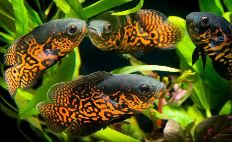 Pielęgnica severum gold - Poznaj wymagania i uniknij błędów