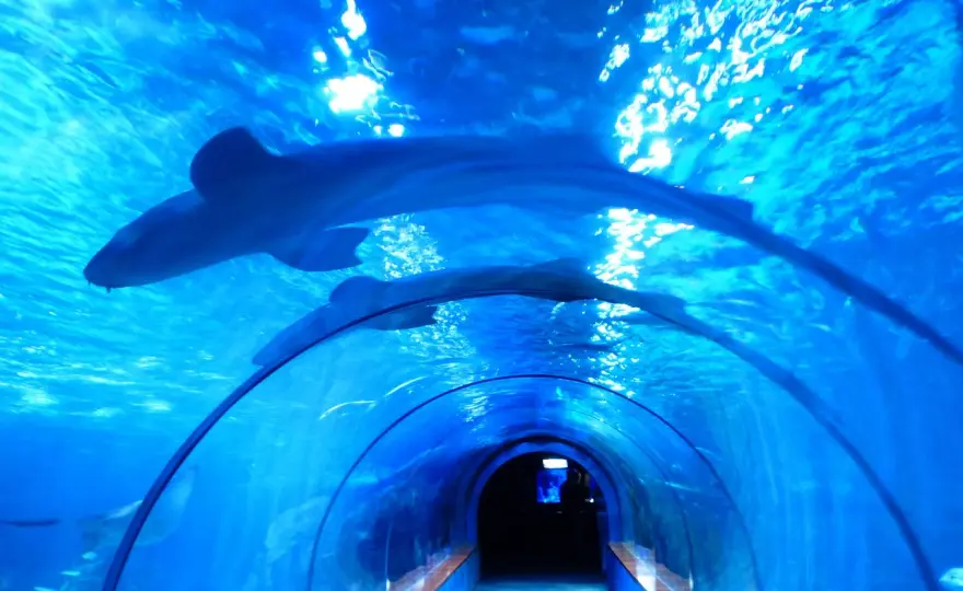 Oceanarium w Łodzi: Niezapomniane atrakcje i tajemnice Orientarium