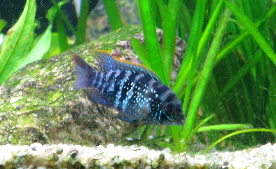 Akara electric blue - z jakimi rybami ją łączyć? Uniknij błędów