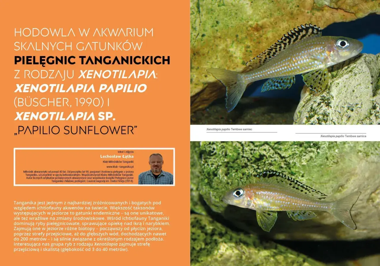 Pielęgnica Xenotilapia papilio z jeziora Tanganika, z charakterystycznym wzorem na płetwach.