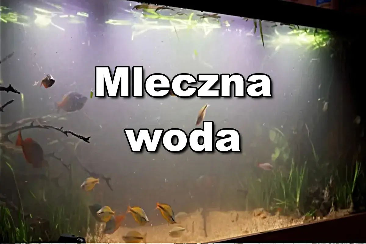 Mętna woda w akwarium, ryby pływają w mlecznym oparze.