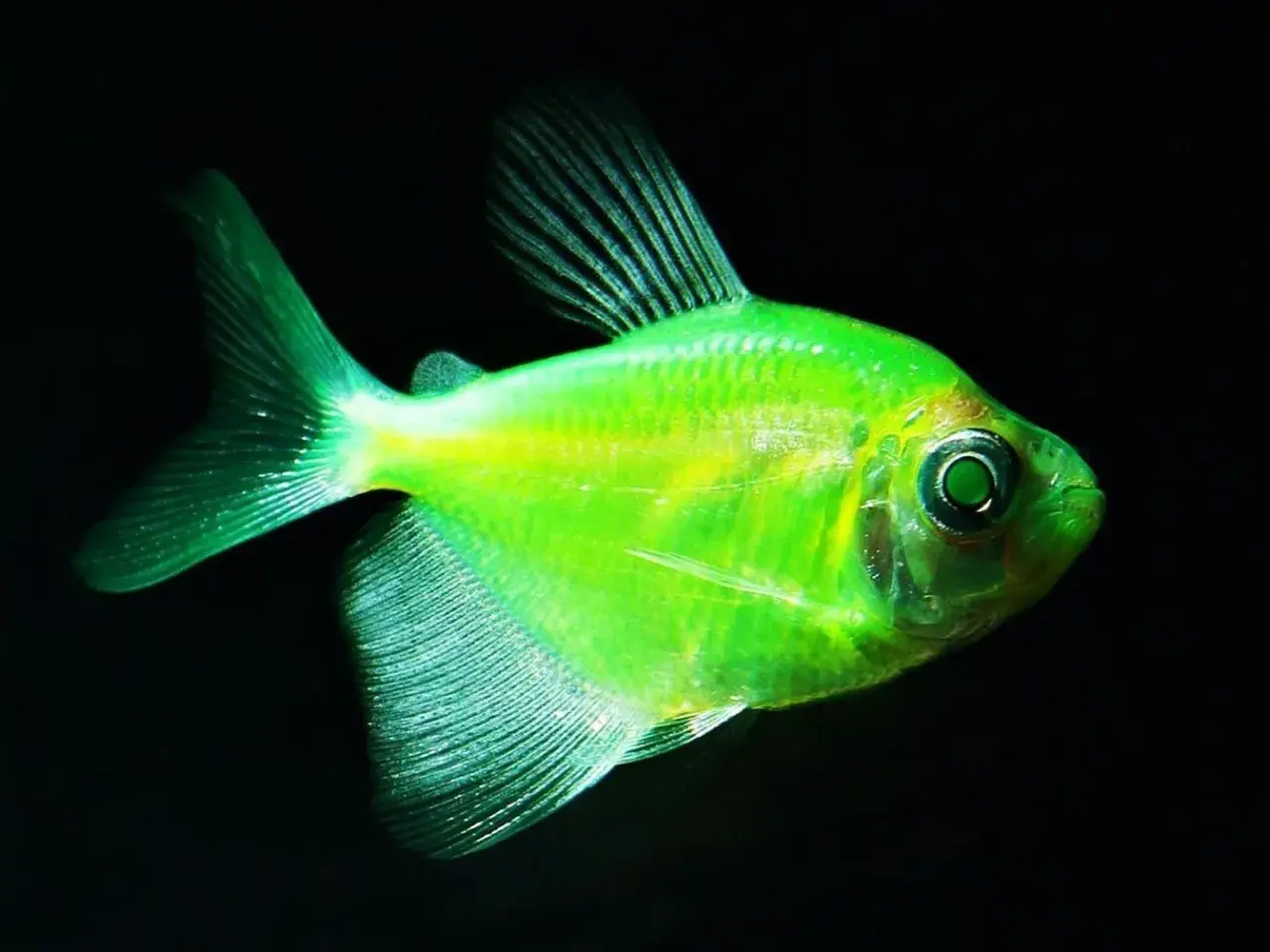Jasnozielony danio fluorescencyjne z opalizującymi płetwami i oczami, pływające w ciemności.