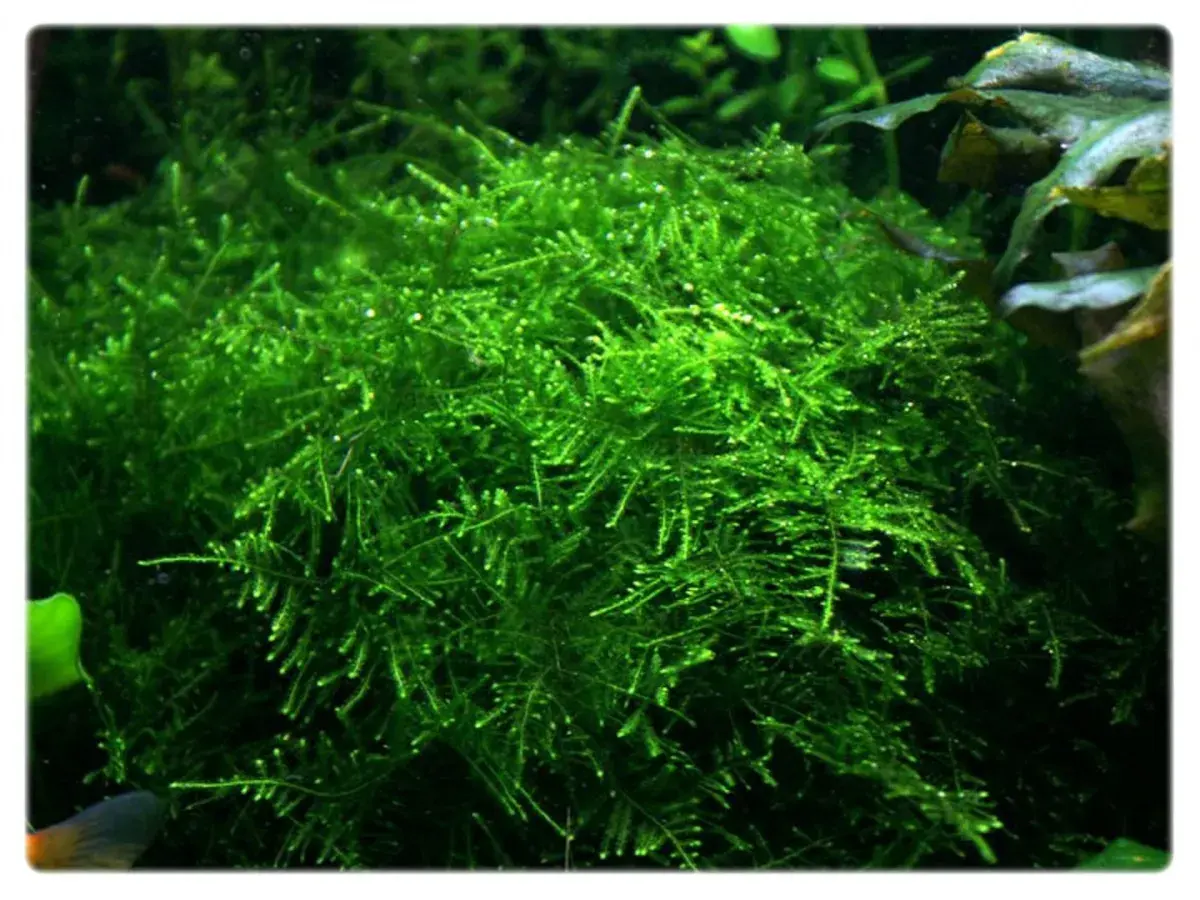 Gęsty, zielony taiwan moss w akwarium, tworzący bujne kępy.