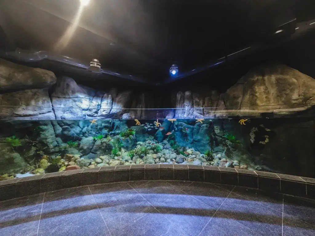 Oceanarium Gdyńskie – Fascynujące atrakcje i informacje dla odwiedzających