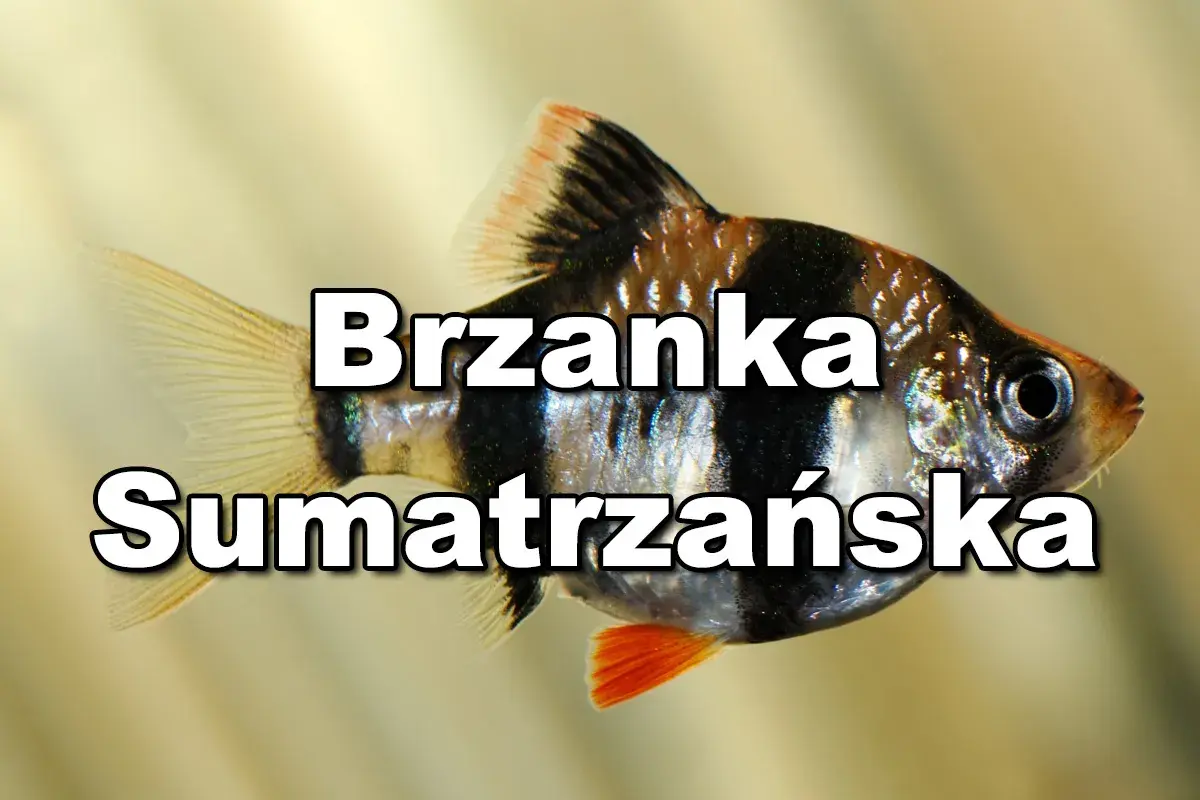 Brzanka sumatrzańska, popularna ryba akwariowa, często trzymana z innymi łagodnymi gatunkami.