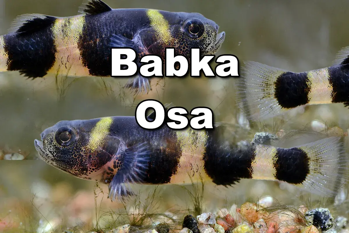Dwie ryby babka akwariowa z charakterystycznymi czarno-żółtymi pasami.