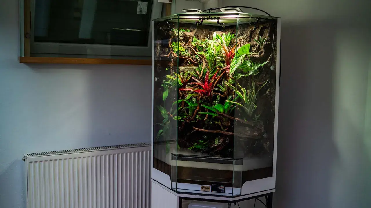 Wysokie, sześciokątne paludarium z akwarium, pełne bujnej, tropikalnej roślinności, w tym czerwonych bromelii i zielonych liści.