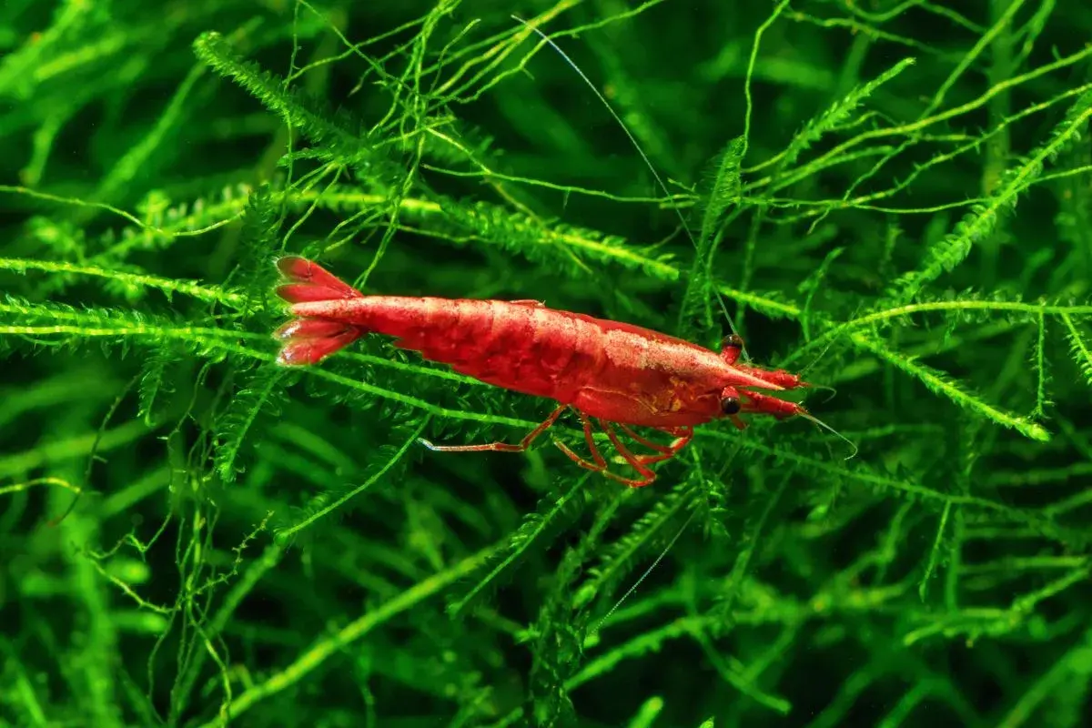 Czerwona krewetka Red Cherry wśród zielonych roślin wodnych, symbolizująca udane krewetki red cherry rozmnażanie.