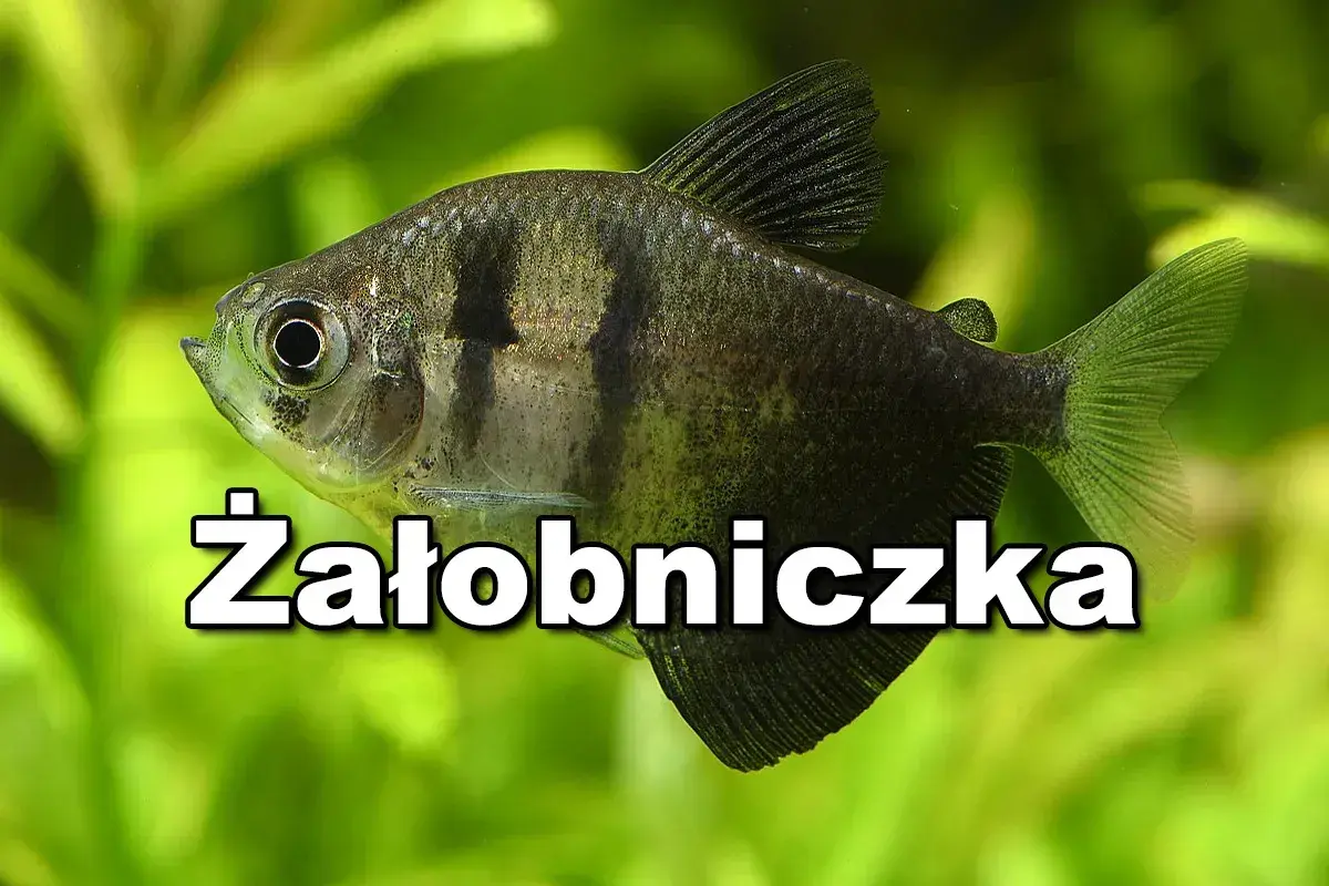Czarna ryba akwariowa, znana jako żałobniczka, pływa wśród zielonych roślin.