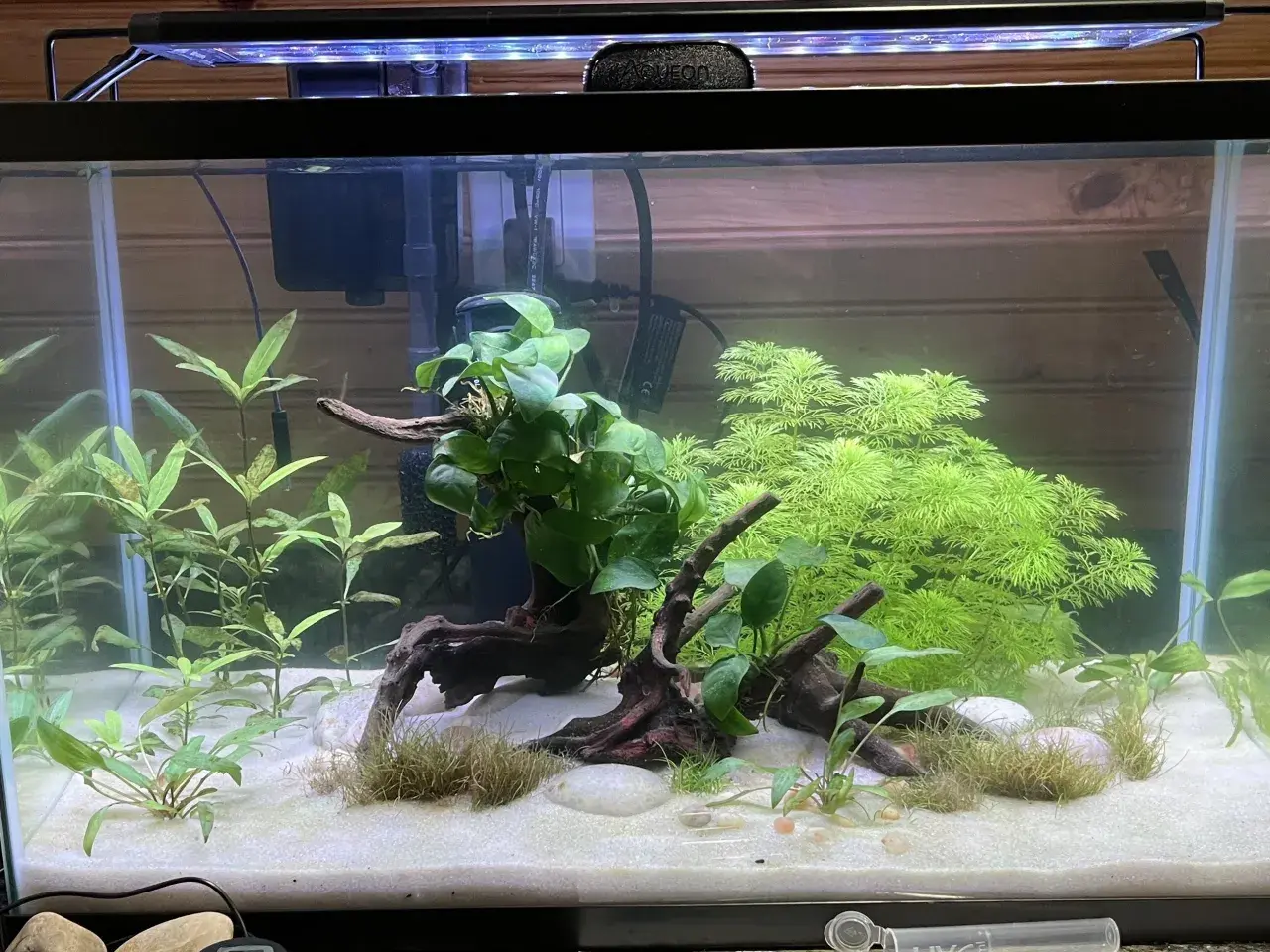 Aktywne akwarium z piaskiem, korzeniami i bujną roślinnością, w tym Hygrophila siamensis, tworzącą zieloną ścianę.