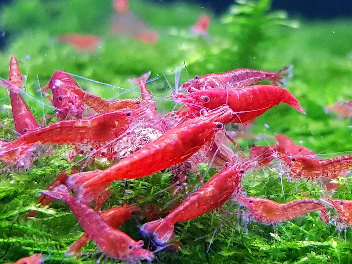 Wiele krewetek red cherry w akwarium, w tym samice z jajami pod odwłokiem, co świadczy o ich udanym rozmnażaniu.