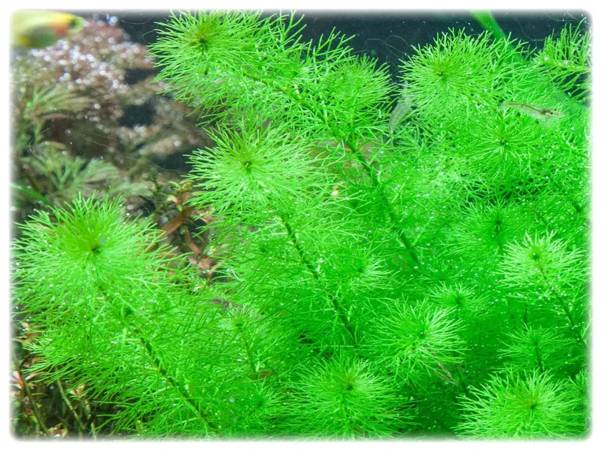 Gęste, jasnozielone kępy rośliny wodnej Myriophyllum guyana tworzą bujny podwodny krajobraz.