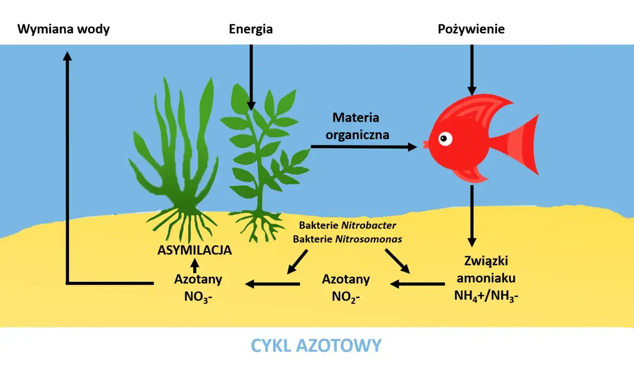 Cykl azotowy w akwarium: ryba produkuje związki amoniaku, które bakterie Nitrosomonas i Nitrobacter przetwarzają. Rośliny asymilują azotany.