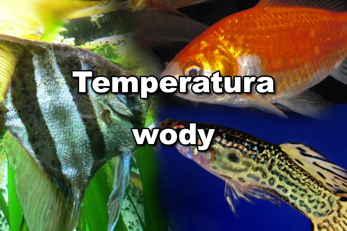 Gupiki i inne ryby akwariowe. Jaka temperatura wody jest dla nich najlepsza?