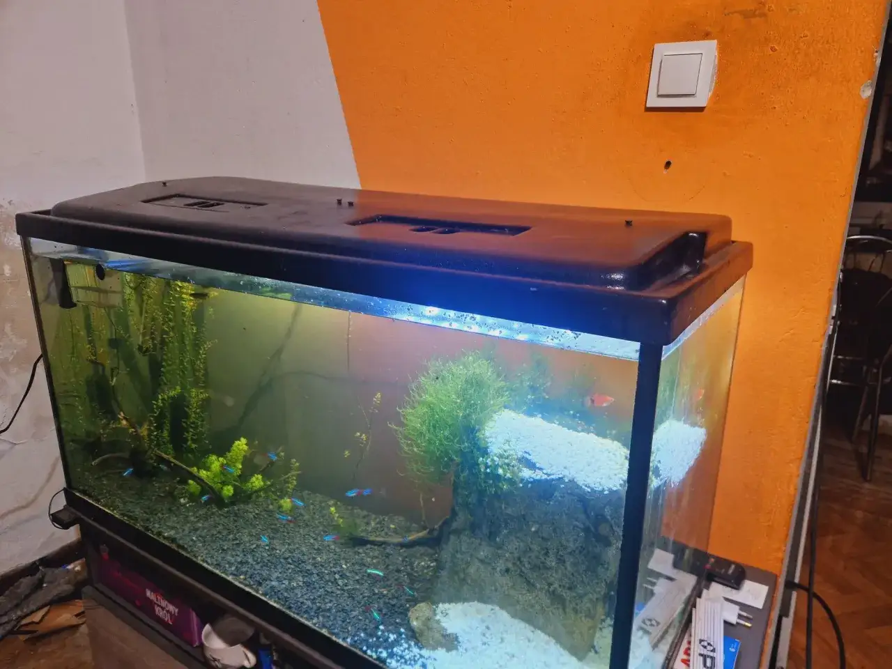 Akwarium 200l z neonkami i bojownikiem. Zastanawiasz się, jakie ryby do akwarium 200l wybrać?
