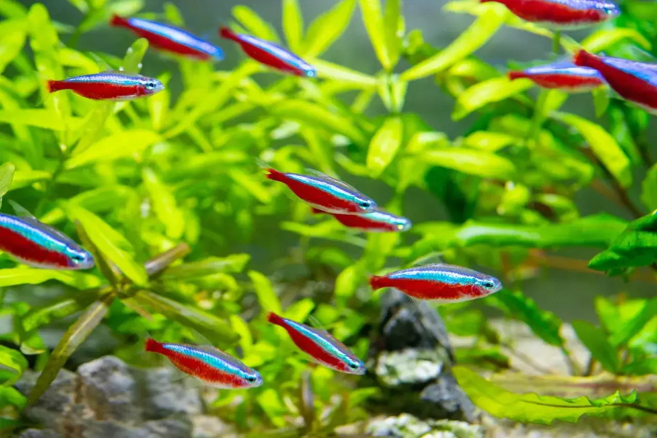 Stado błyszczących rybek akwariowych tetra, z jaskrawoczerwonymi i niebieskimi pasami, pływa wśród bujnej, zielonej roślinności akwariowej.