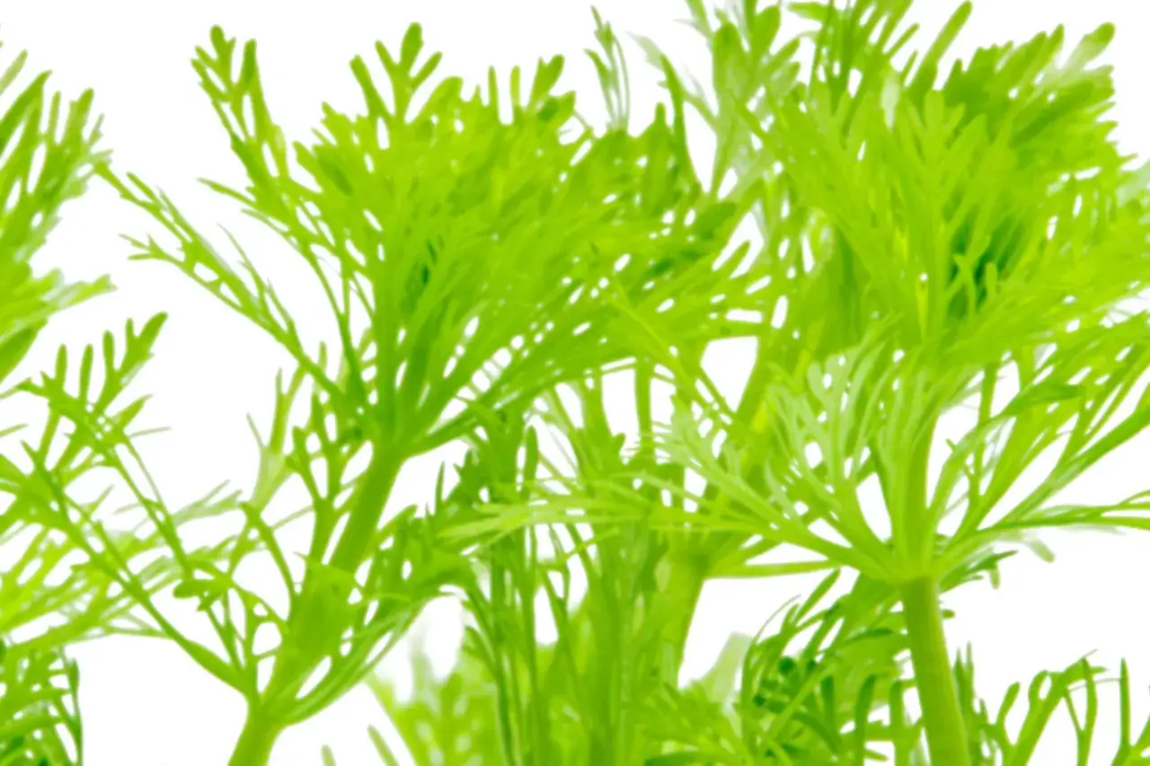 Jasnozielone, delikatne liście Limnophila heterophylla tworzą bujne kępy, idealne do akwarium.
