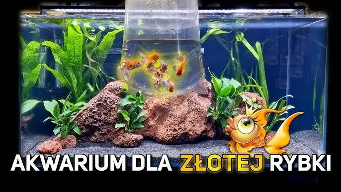 Zdjęcie Jakie akwarium dla welonek? Odpowiednie warunki i pojemność