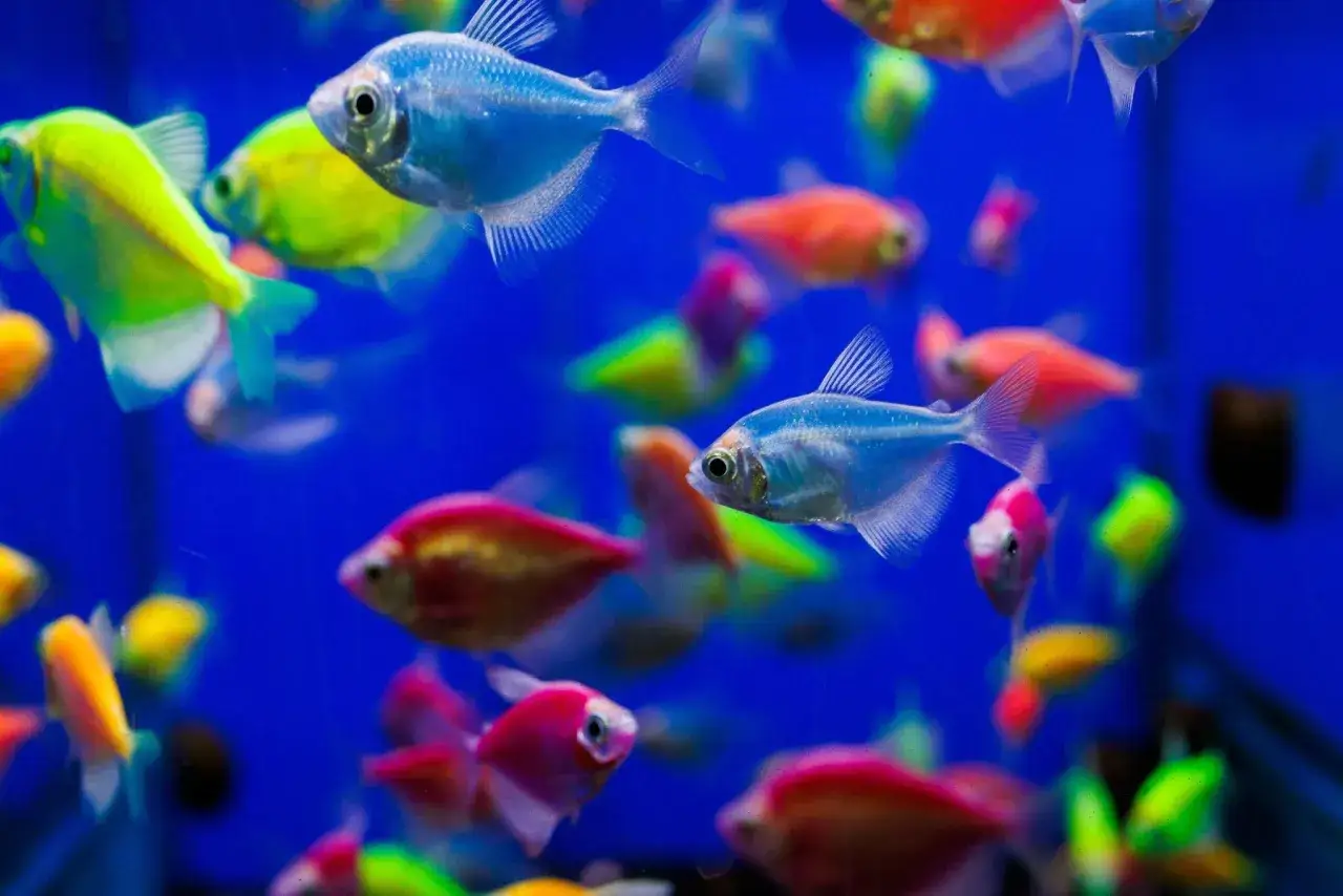 Kolorowe danio fluorescencyjne pływają w akwarium.