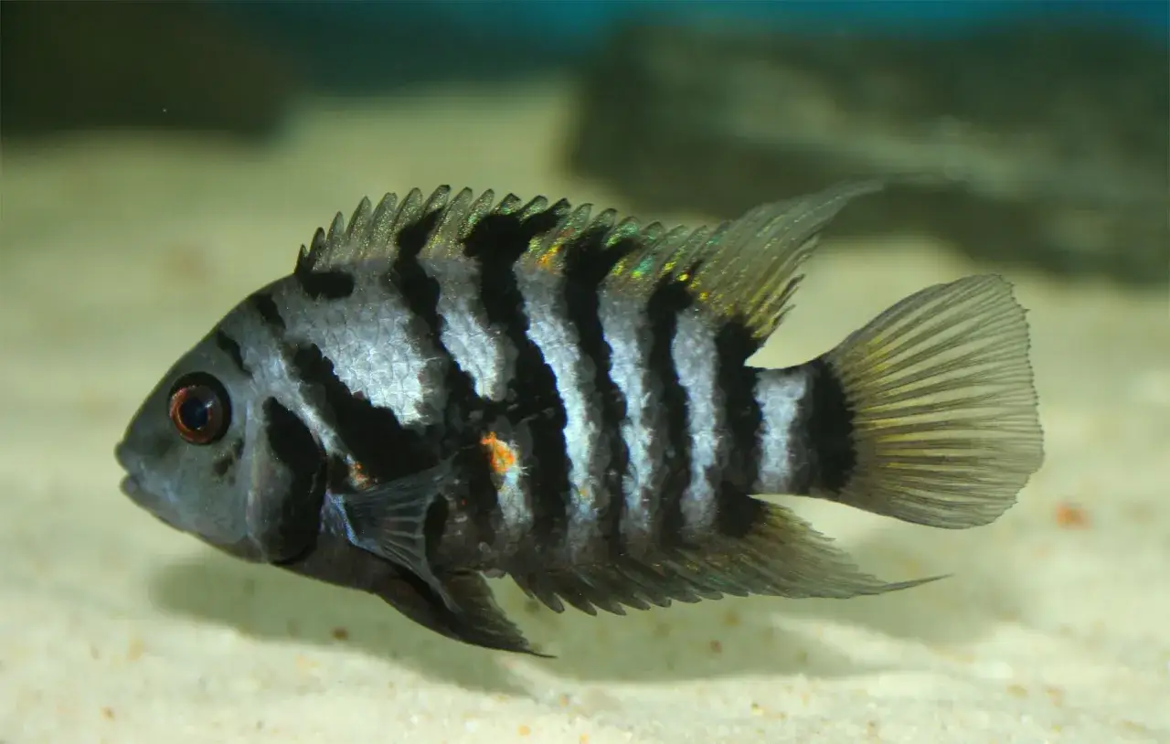 Pielęgnica zebra z innymi rybami w akwarium.