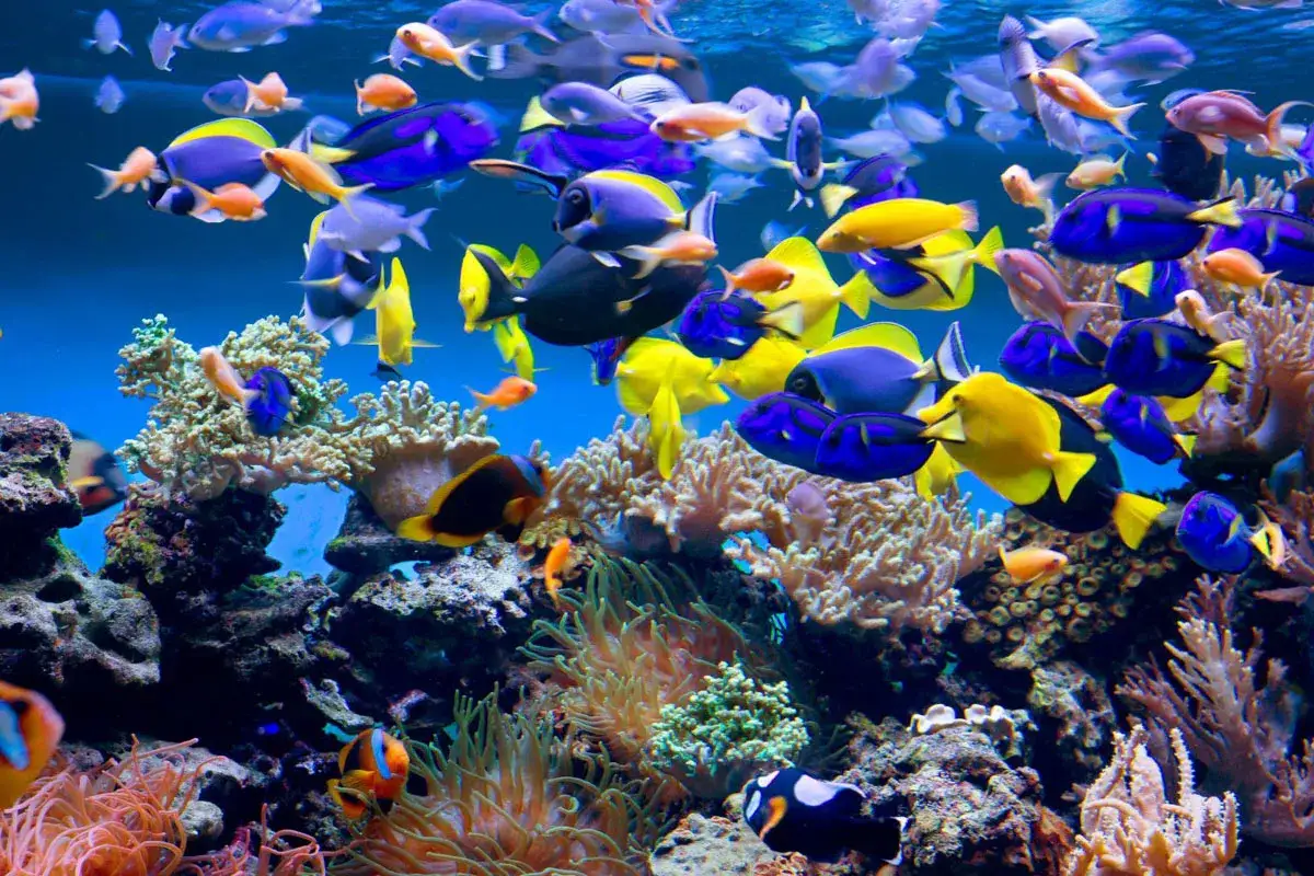 Zdjęcie Oceanarium Gdyńskie – Fascynujące atrakcje i informacje dla odwiedzających